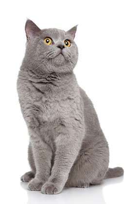 白色背景的英国短毛猫图片