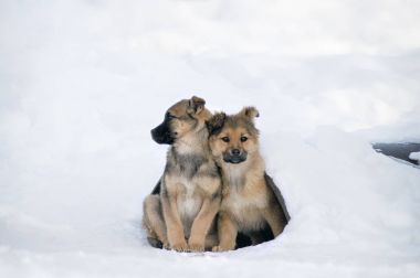 無家可歸的小狗緊緊相擁取暖。問題策略