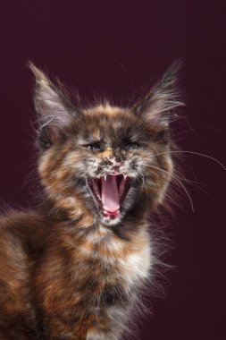 緬因浣熊貓咪肖像