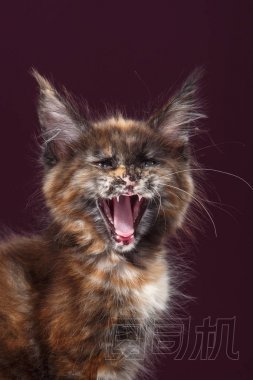 緬因浣熊貓咪肖像