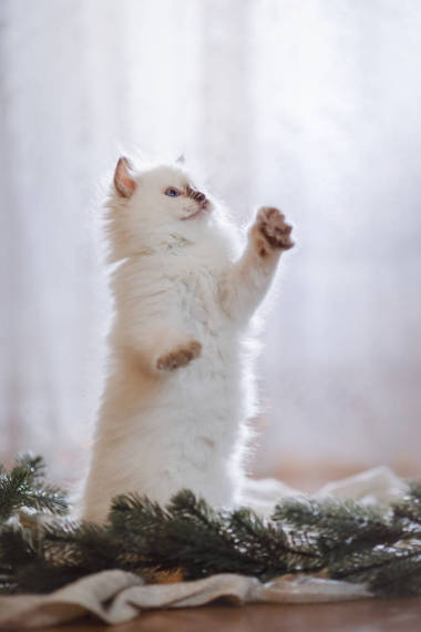 布娃娃藍(lán)點(diǎn)小小貓上彩色的背景工作室