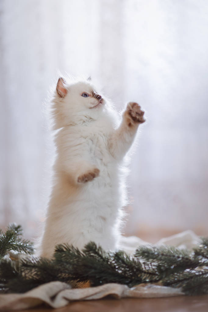 布娃娃蓝点小小猫上彩色的背景工作室 布娃娃蓝点小小猫上彩色的背景工作室