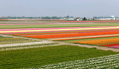在荷蘭的郁金香的春天字段