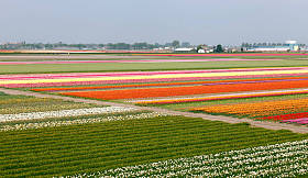 在荷兰的郁金香的春天字段