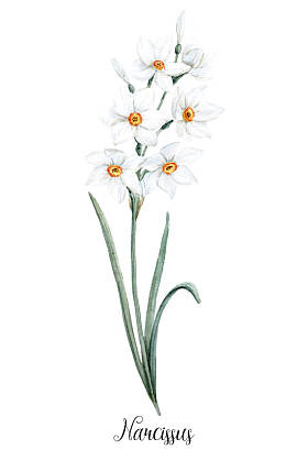 水彩小水仙花花照片