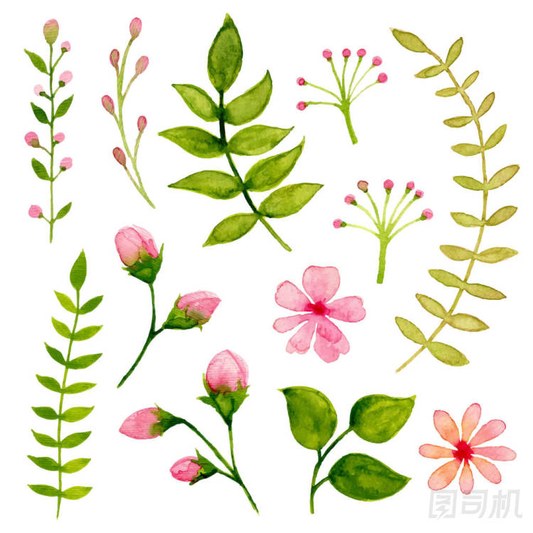 矢量花卉水彩設(shè)計元素