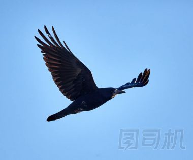 在飛行中成年烏鴉