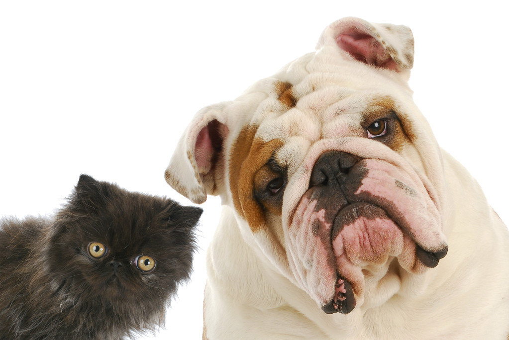 狗和猫图片 狗和猫图片