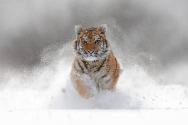 東北虎在雪中運行圖片