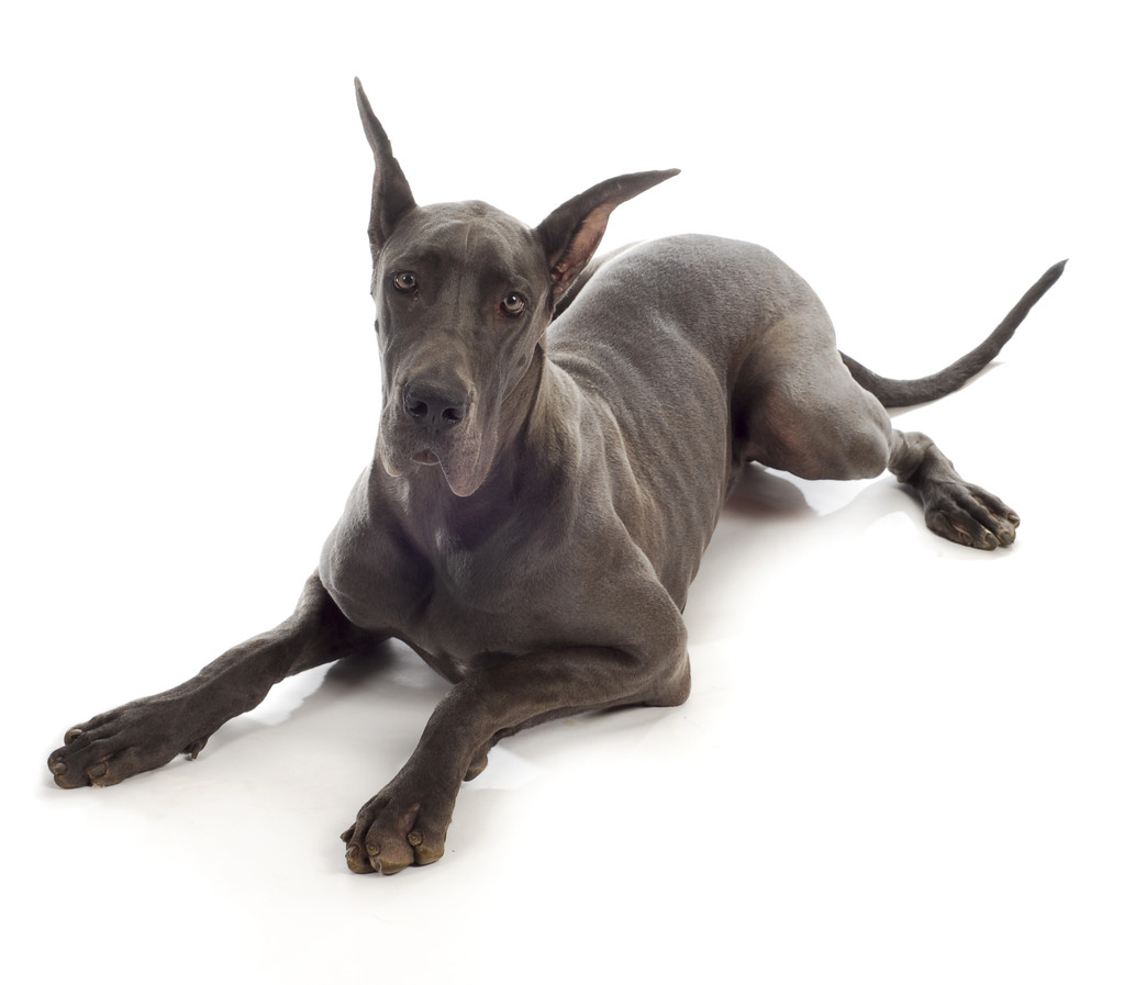 大丹犬照片 大丹犬照片