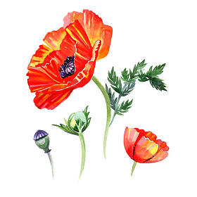 水彩一整套罂粟花朵和芽插图。手绘详细花卉元素分离