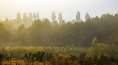  落在秋天风景照片微股票上的浓雾