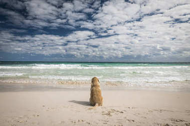 坐在白色的热带海滩上的狗