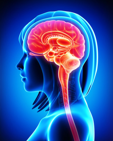 中藍色的大腦解剖截面圖片