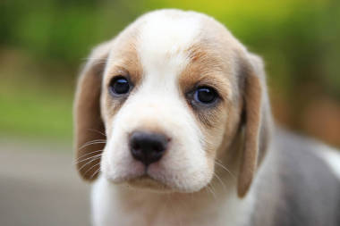  纯种小猎犬的小狗在第一次学习世