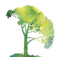 绿树与叶片的剪影