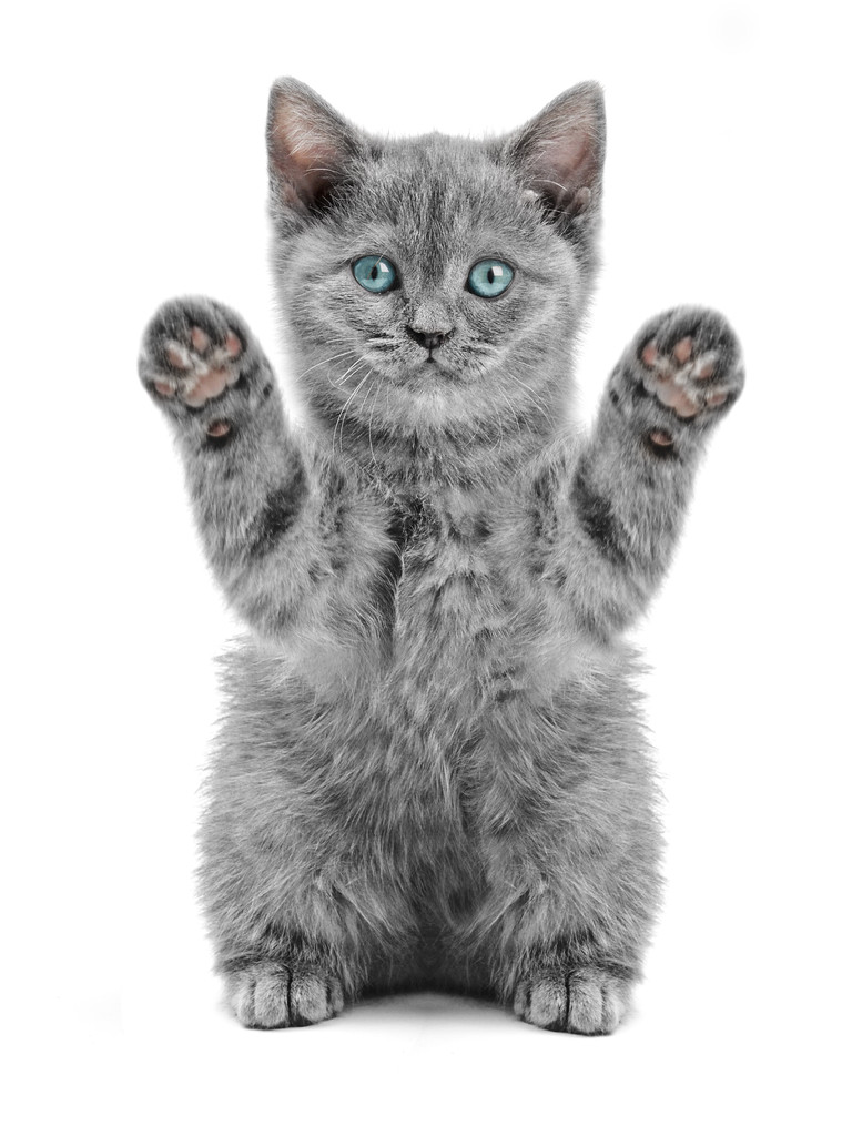 苏格兰凯 苏格兰凯