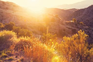 陽光燦爛的日子，在草地上