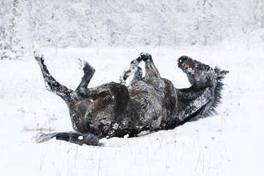匹棕色的馬，躺在雪地里玩圖片