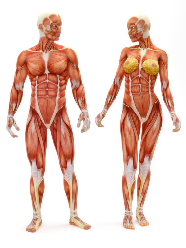 男性和女性的肌肉骨骼系統(tǒng)