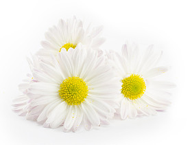 白色雏菊图片
