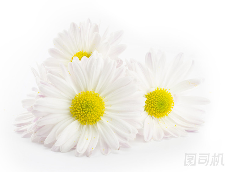 白色雛菊?qǐng)D片