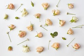 玫瑰头模式图片