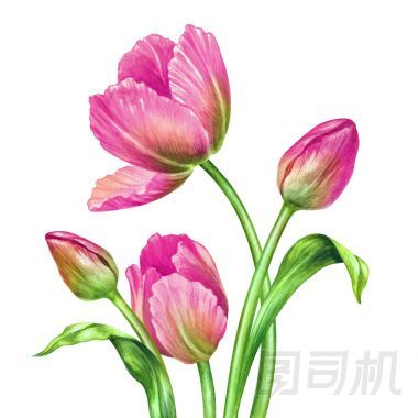 水彩的粉色郁金香，植物插圖，白色背景上孤立