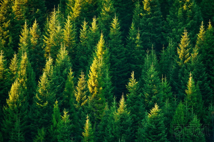 森林 圖片