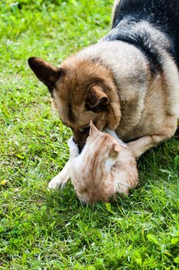 狗打架家貓照片