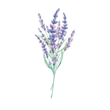 水彩薰衣草花束照片