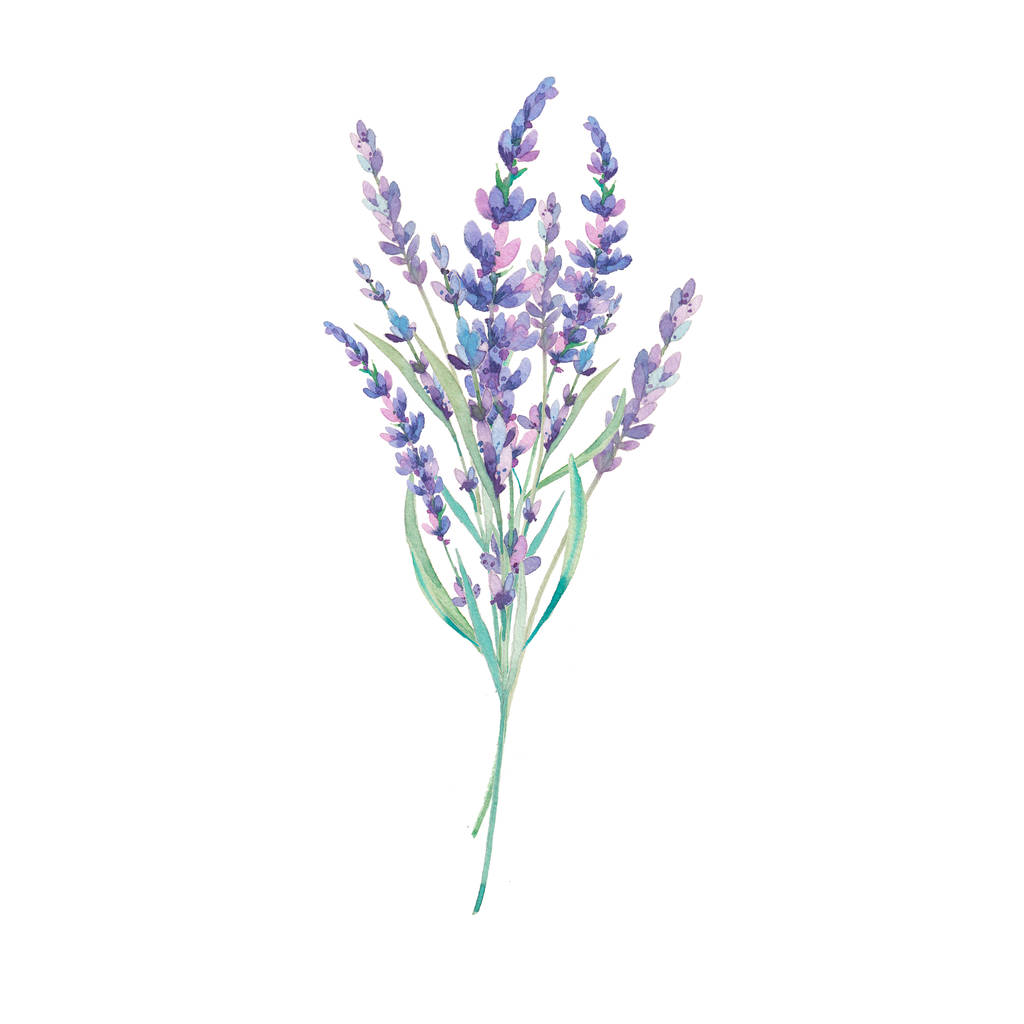 水彩薰衣草花束照片