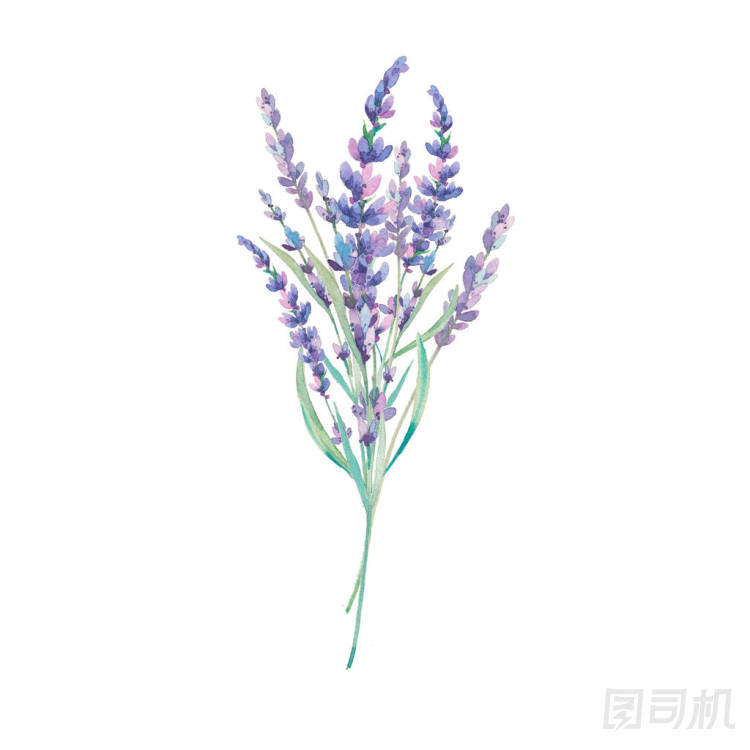 水彩薰衣草花束照片