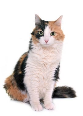 在工作室的三色貓