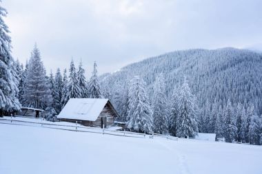 小木屋矗立在森林 小木屋矗立在森林