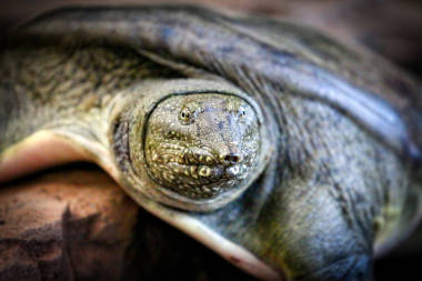 軟的殼龜關(guān)閉