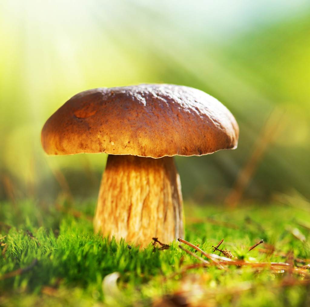 cep 蘑菇种植在秋天的森林中。牛肝