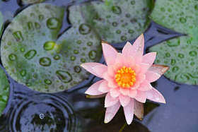 粉红色莲花池塘