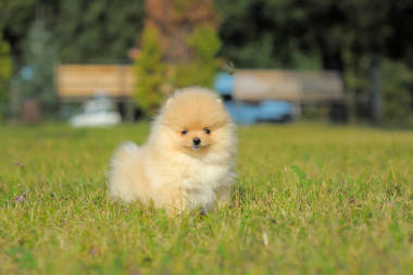 德国 zpits 在草地上的肖像