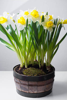 水仙-春黄白色花图片