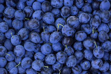 新鮮成熟的梅子圖片