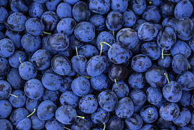 新鲜成熟的梅子图片