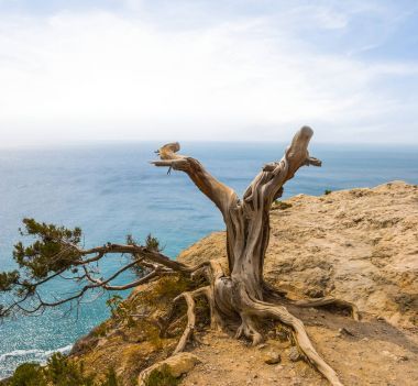 干松樹上海洋的海角