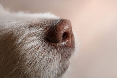 好的可愛的狗美麗，杰克羅素梗犬