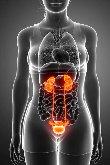 女性腎系統(tǒng)的解剖圖片