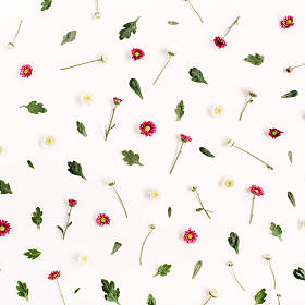 花朵图案与红色和白色的野花