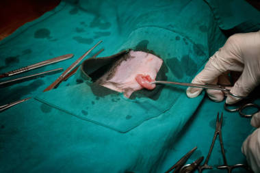 兽医的狗绝育手术