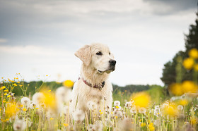 金毛猎犬鲜花图片