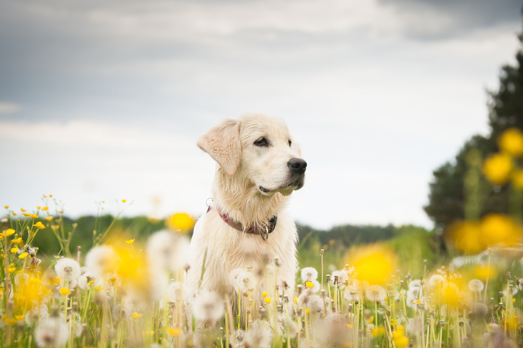 金毛猎犬鲜花图片