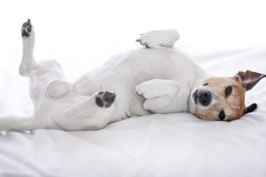 狗生病，生病或睡觉